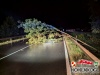 20240808baum 1
